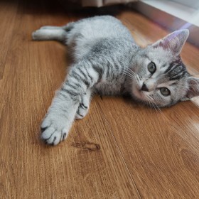 Дуб Натуральный VN-4201-foto9