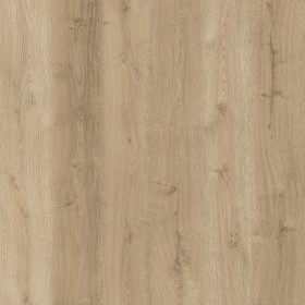 Arabian Desert Oak 