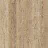 Arabian Desert Oak 